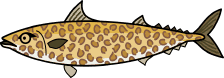 fish_17.png