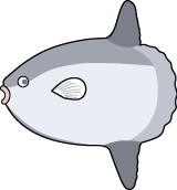 fish_20.png